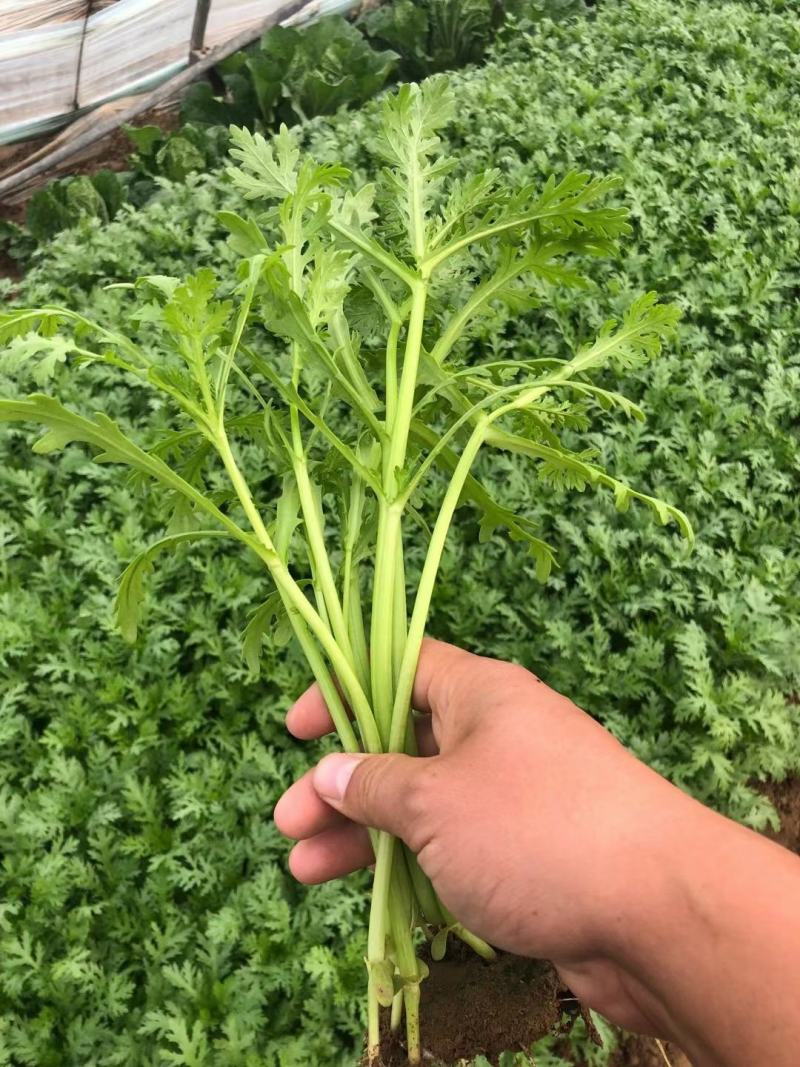 精品茼蒿菜毛菜都有山东潍坊产地货质量好，