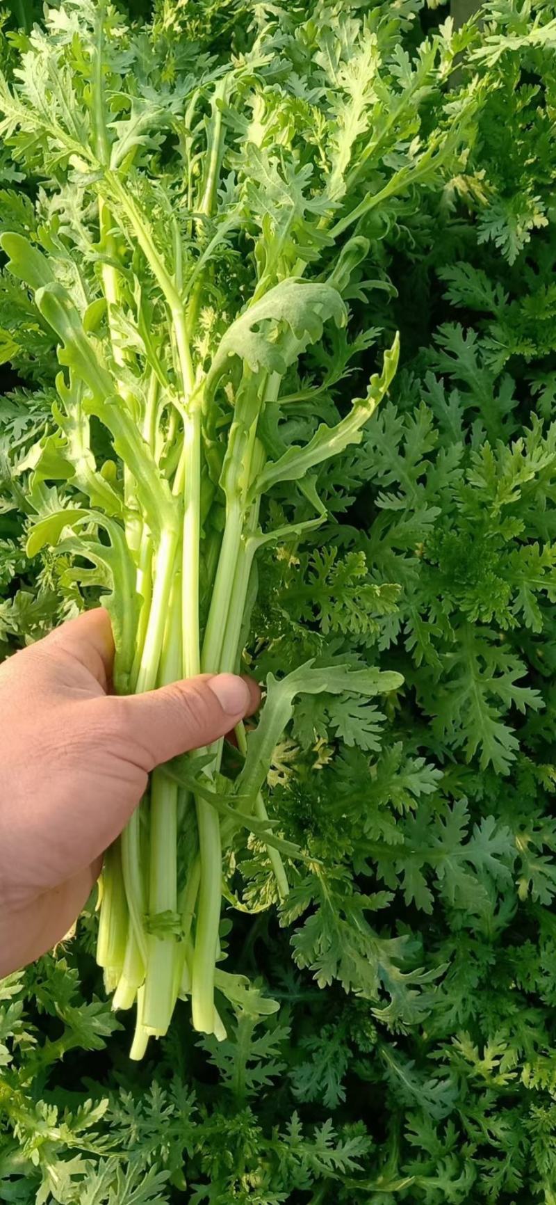 精品茼蒿菜毛菜都有山东潍坊产地货质量好，