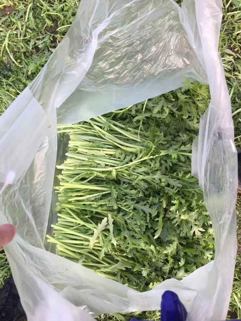 精品茼蒿菜毛菜都有山东潍坊产地货质量好，