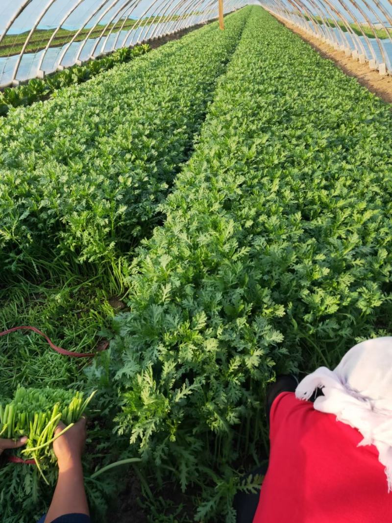 精品茼蒿菜毛菜都有山东潍坊产地货质量好，