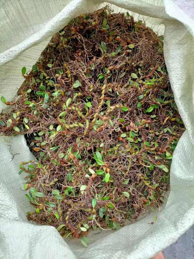 双叶大果石橄榄