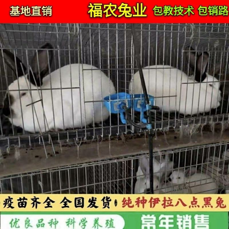 纯种伊拉八点黑兔大型伊拉肉兔成年种兔