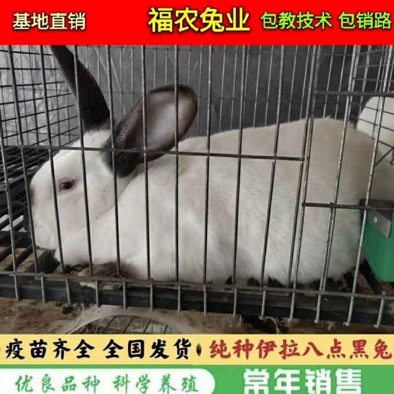 纯种伊拉八点黑兔大型伊拉肉兔成年种兔