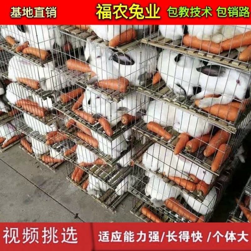 纯种伊拉八点黑兔大型伊拉肉兔成年种兔