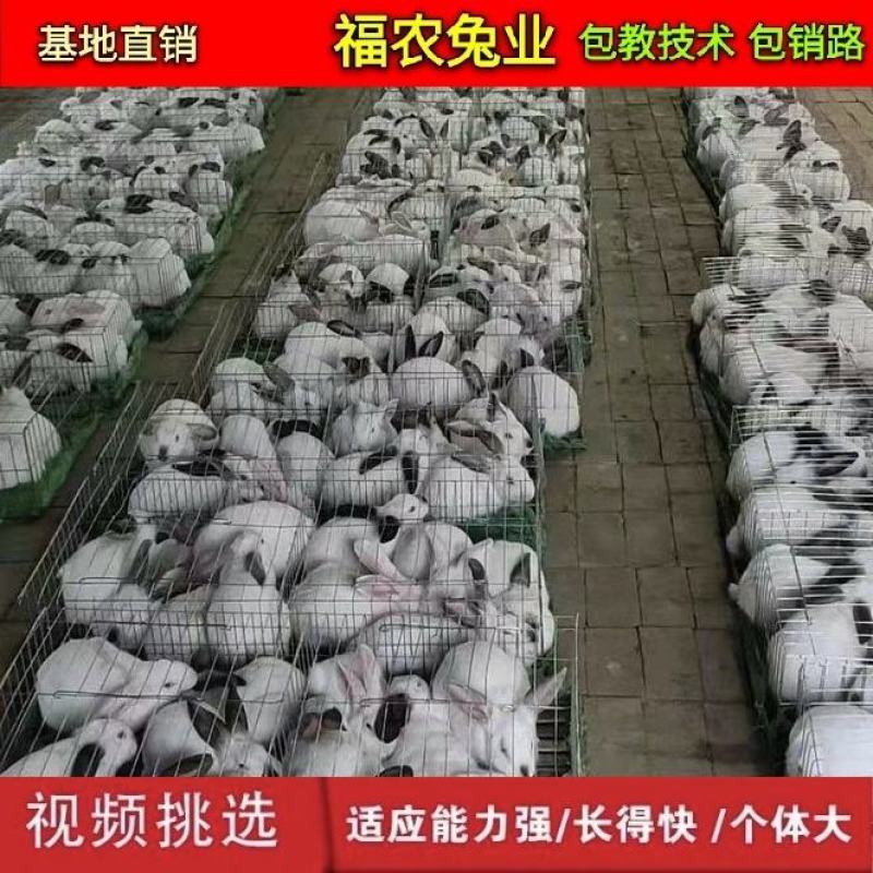 纯种伊拉八点黑兔大型伊拉肉兔成年种兔