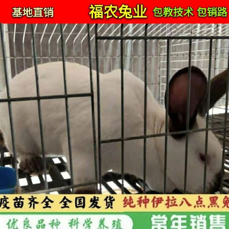 纯种伊拉八点黑兔大型伊拉肉兔成年种兔