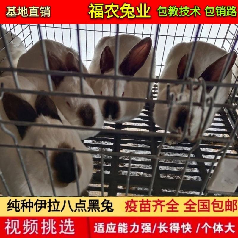 纯种伊拉八点黑兔大型伊拉肉兔成年种兔