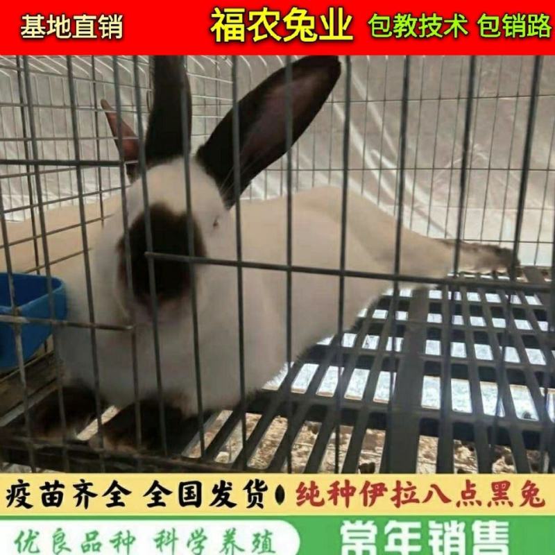 纯种伊拉八点黑兔大型伊拉肉兔成年种兔