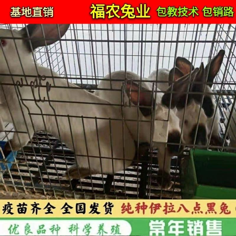 纯种伊拉八点黑兔大型伊拉肉兔成年种兔