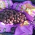 辽宁北镇-优质-巨峰葡萄-辽峰葡萄-大量上市-产地直发