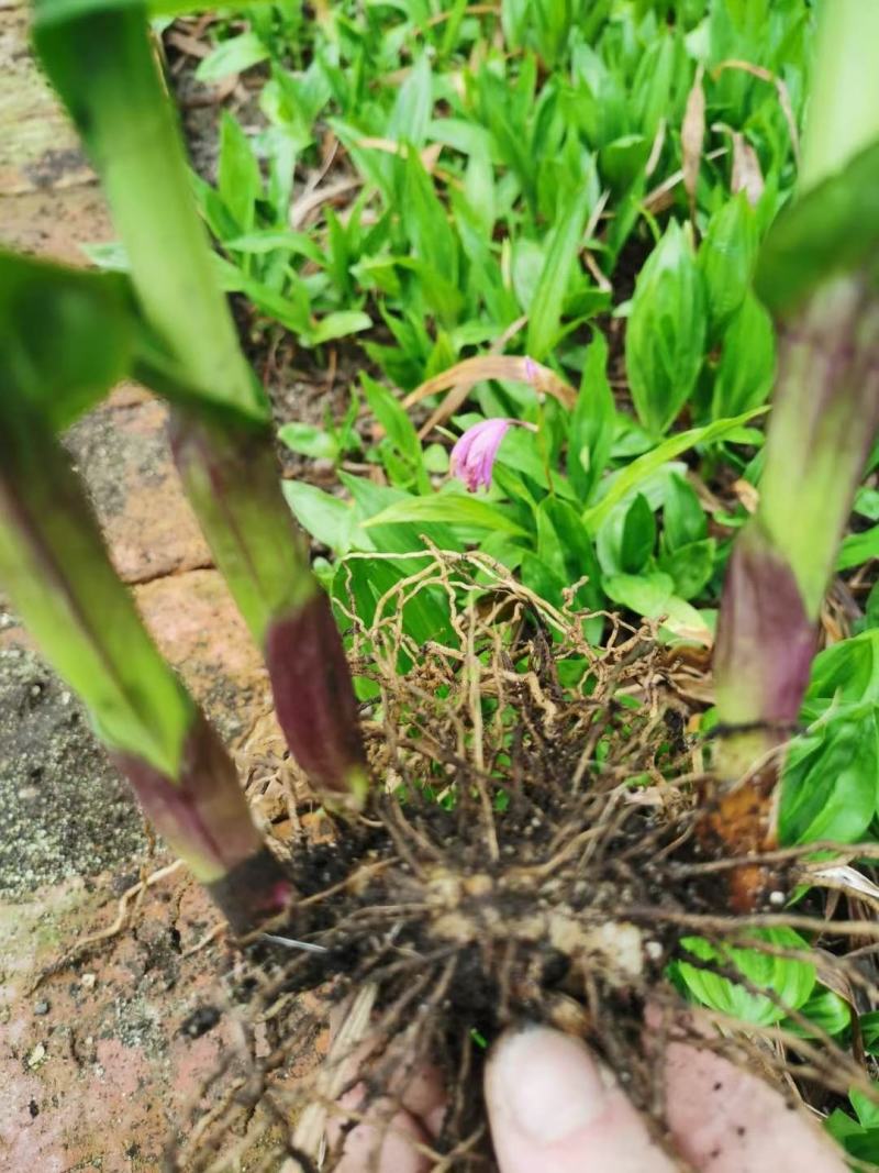 紫花三叉白芨，产量高无病害