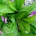 紫花三叉白芨，产量高无病害