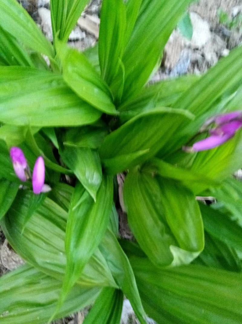 紫花三叉白芨，产量高无病害