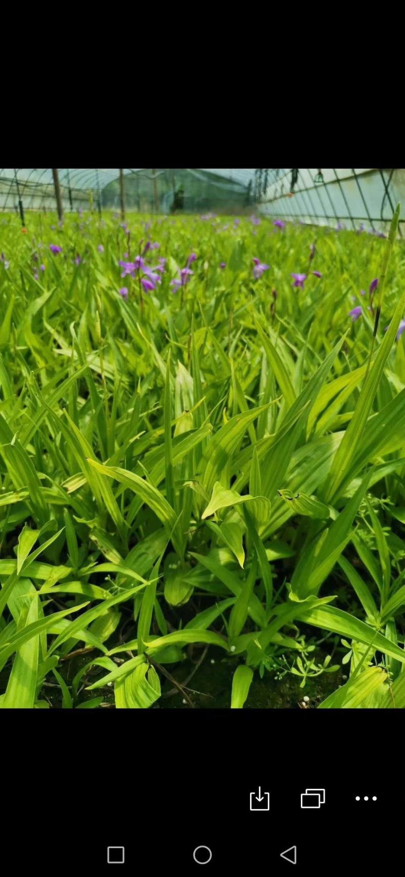 紫花三叉白芨，产量高无病害
