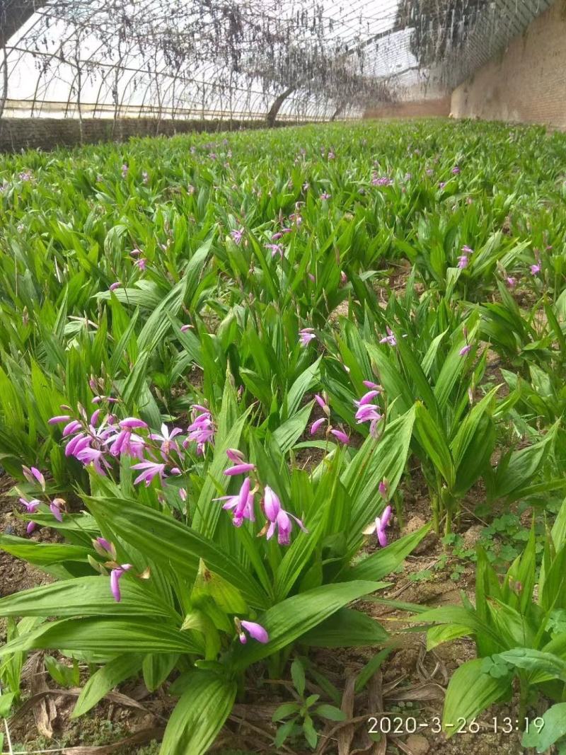 紫花三叉白芨，产量高无病害