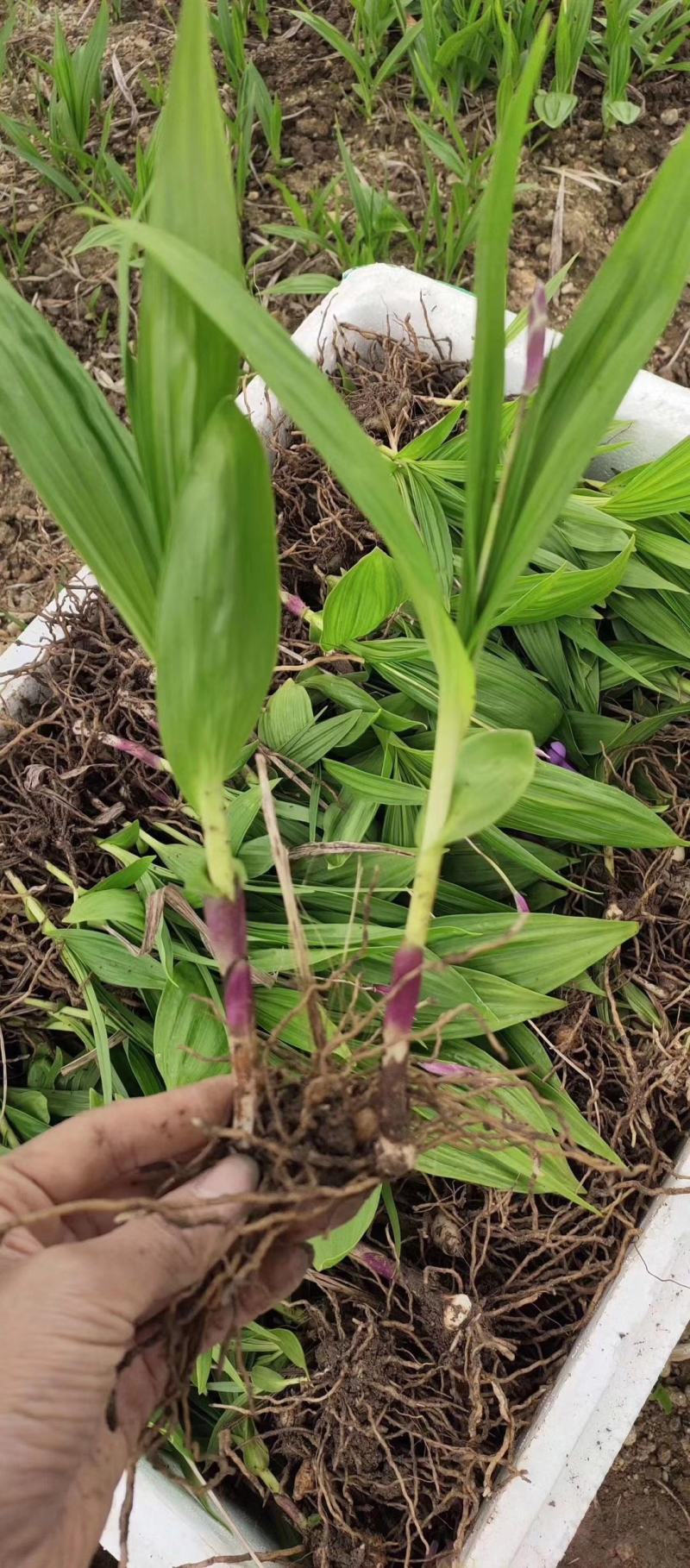 紫花三叉白芨，产量高无病害