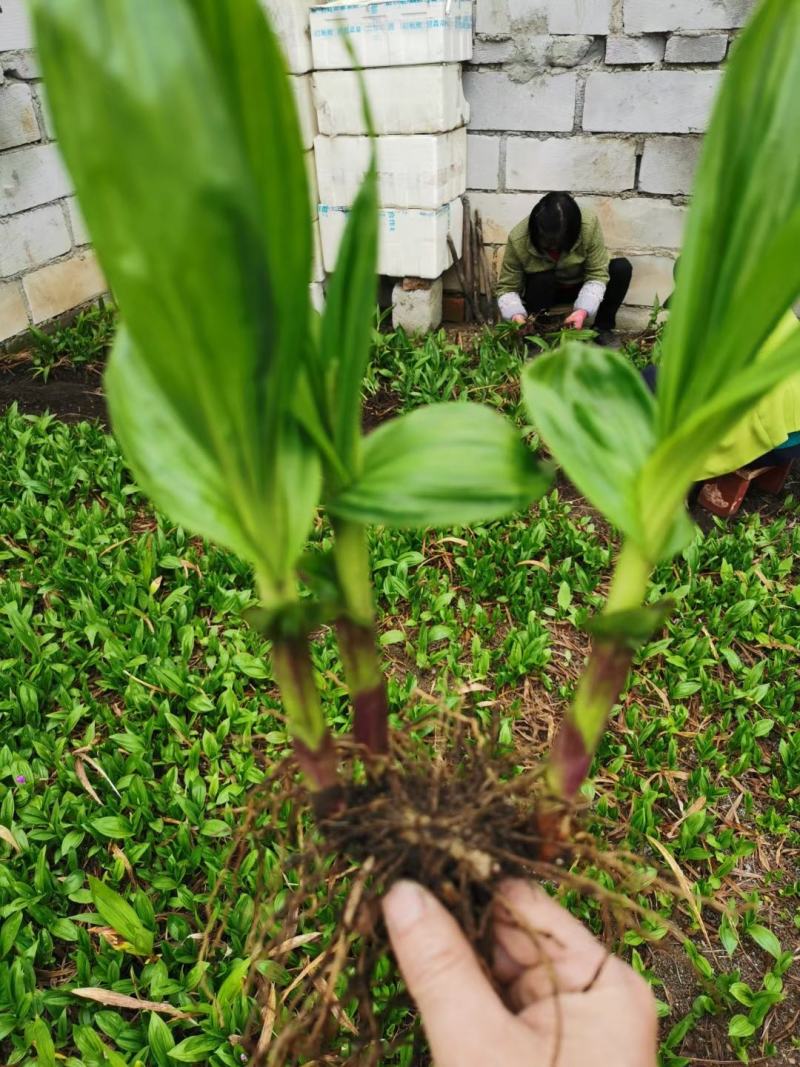 紫花三叉白芨，产量高无病害