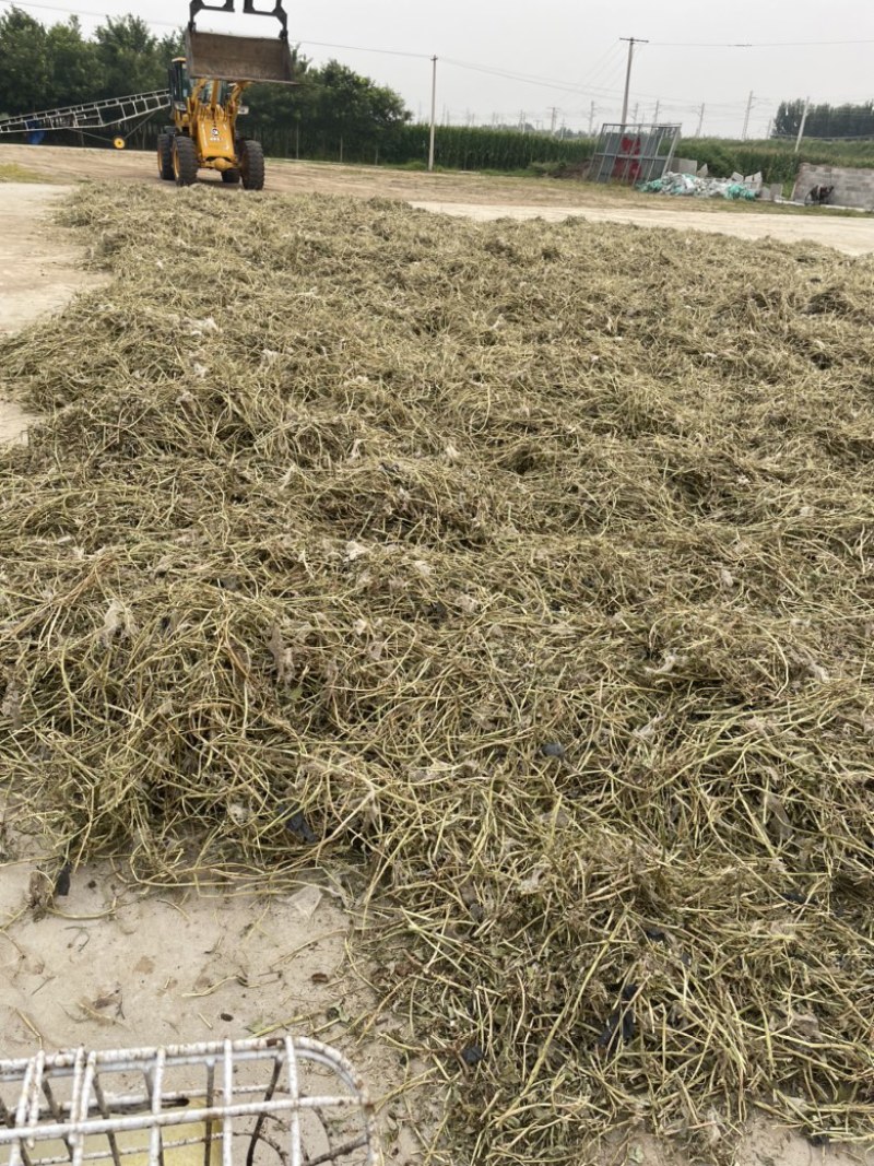 辽宁大连精品花生秧饲料牛羊草粉大量供应欢迎采购量大从优