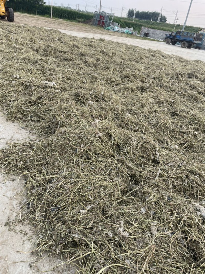 辽宁大连精品花生秧饲料牛羊草粉大量供应欢迎采购量大从优