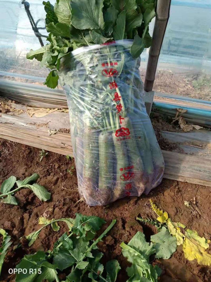 水果萝卜精品山东萝卜产地一手供货全国批发市场超市
