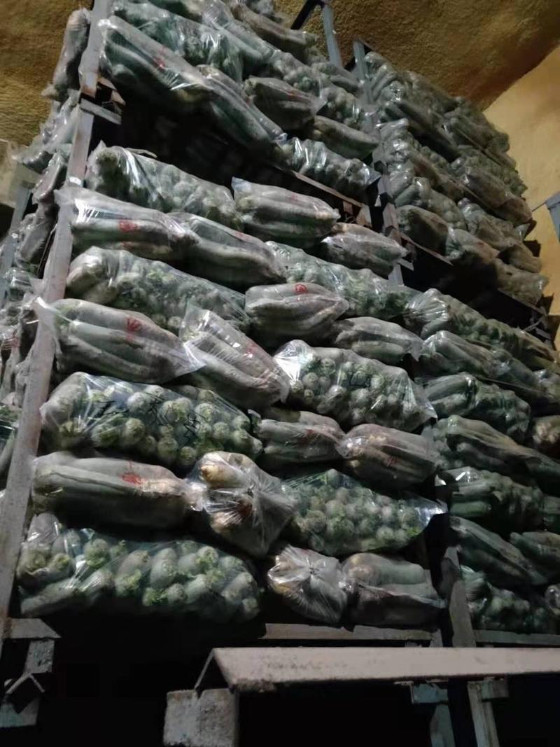 水果萝卜精品山东萝卜产地一手供货全国批发市场超市