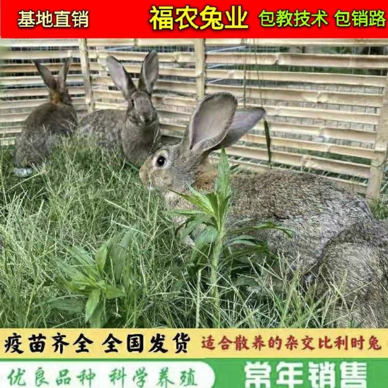 散养比利时杂交肉兔种兔比利时兔子大型活体比利时种兔