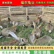 散养比利时杂交肉兔种兔比利时兔子大型活体比利时种兔