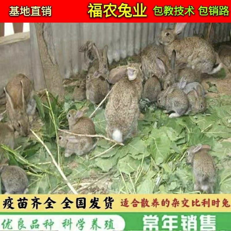 散养比利时杂交肉兔种兔比利时兔子大型活体比利时种兔