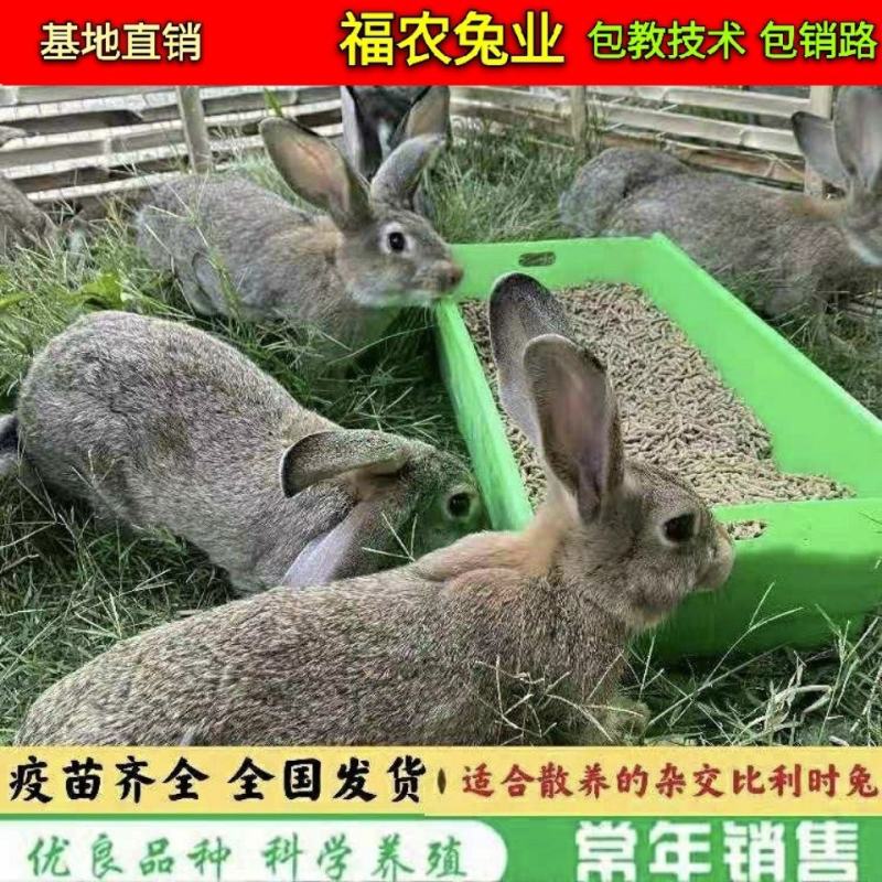 散养比利时杂交肉兔种兔比利时兔子大型活体比利时种兔