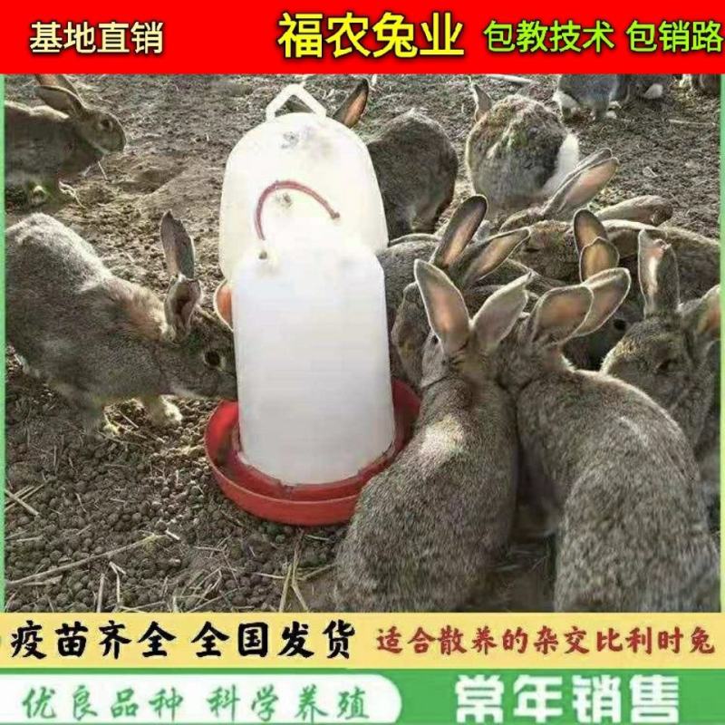 散养比利时杂交肉兔种兔比利时兔子大型活体比利时种兔
