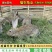 散养比利时杂交肉兔种兔比利时兔子大型活体比利时种兔
