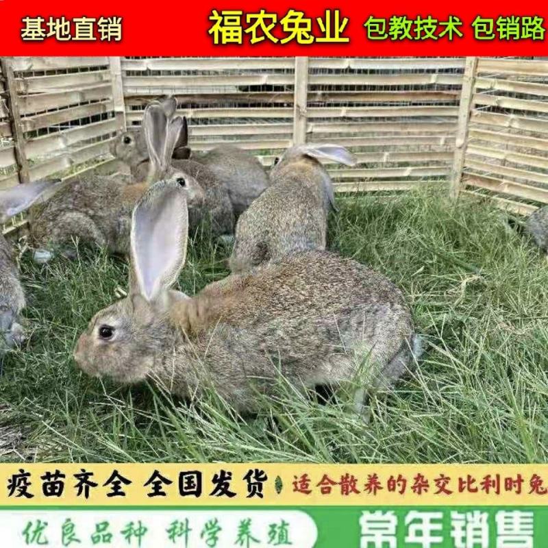 散养比利时杂交肉兔种兔比利时兔子大型活体比利时种兔