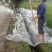 云南夏威夷果又名坚果