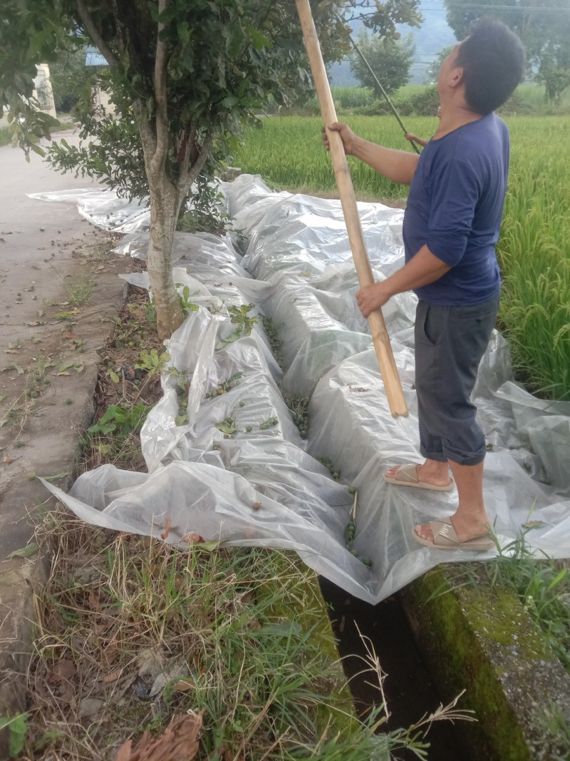 云南夏威夷果又名坚果