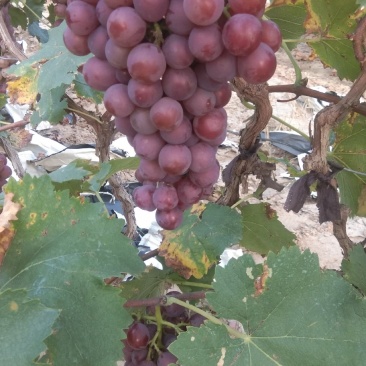 套代巨峰串大粒大口敢好有要的联系
