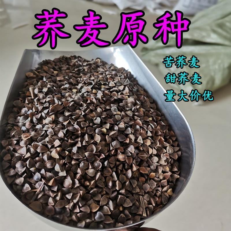 荞麦种子甜荞麦天然荞麦养蜂蜜源牧草种子抗病虫抗倒伏