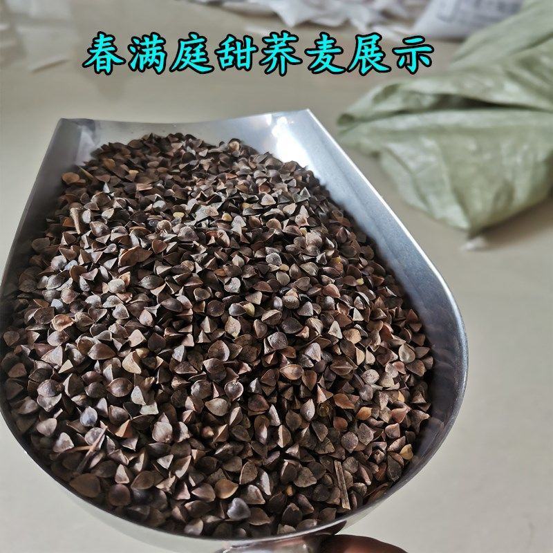 荞麦种子甜荞麦天然荞麦养蜂蜜源牧草种子抗病虫抗倒伏