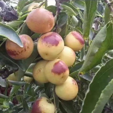 鲜枣