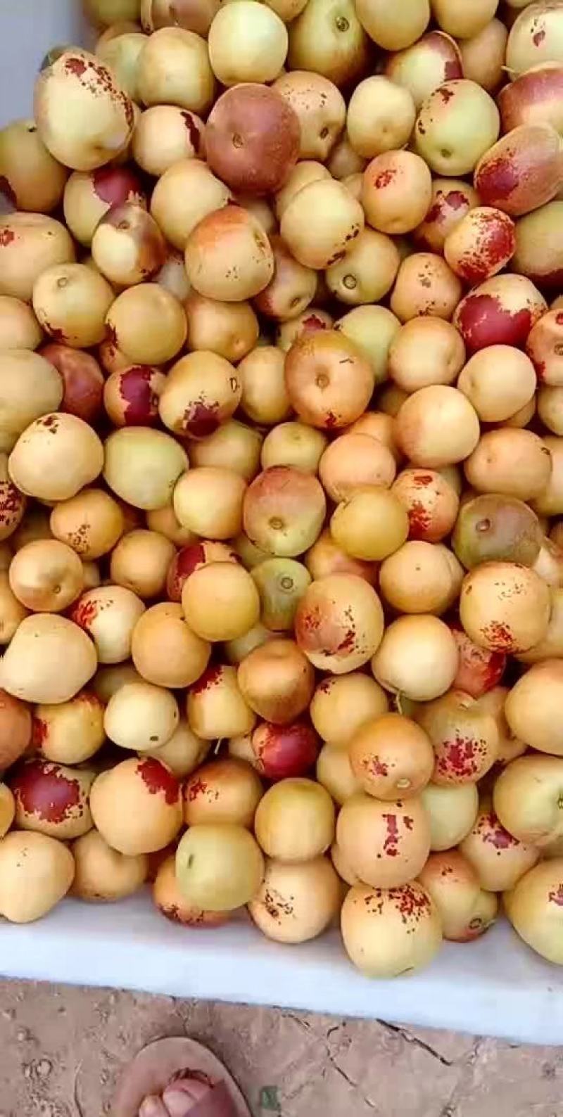 鲜枣