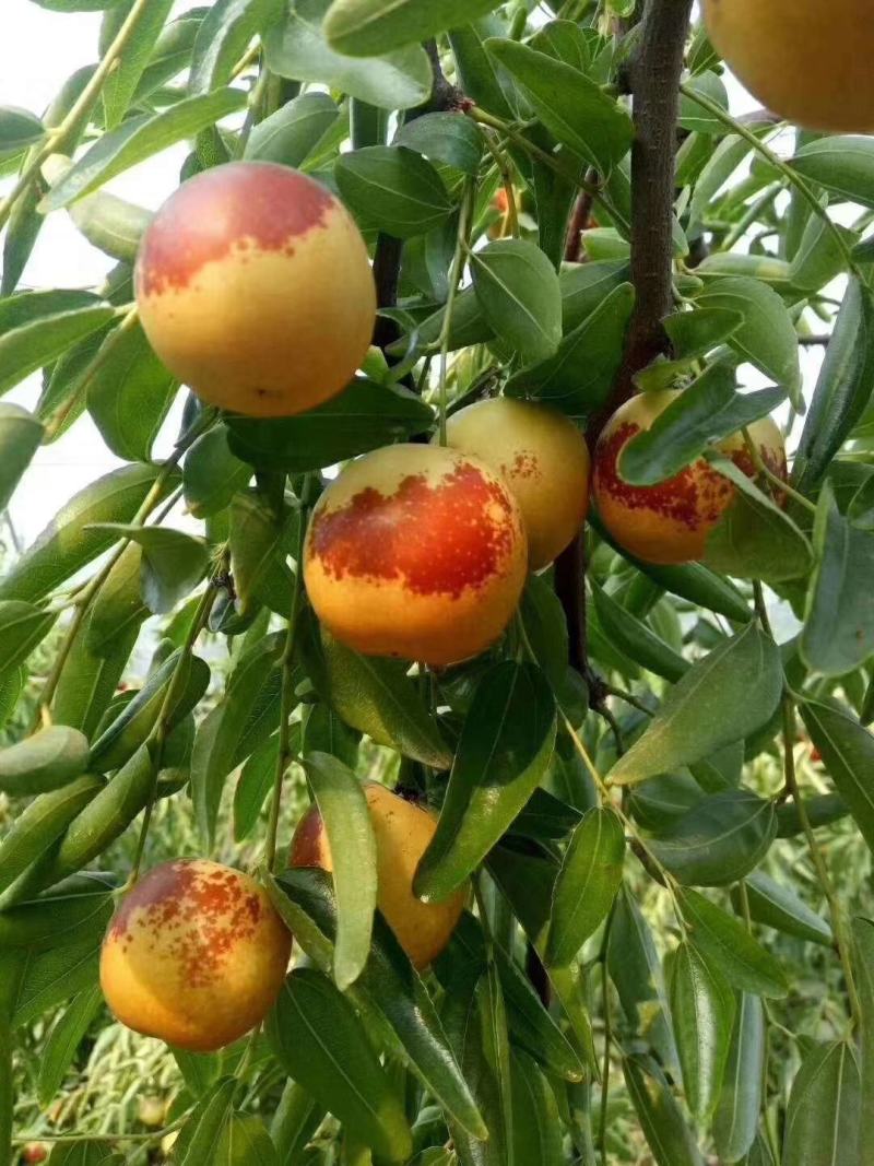 鲜枣