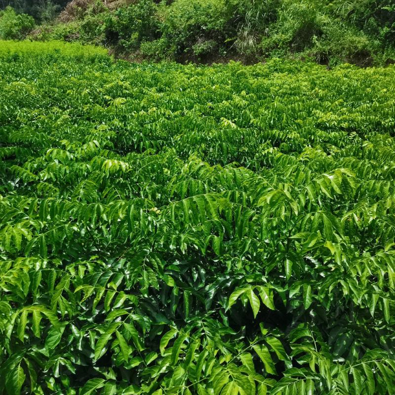 鸡心皮果苗、贵妃黄皮果苗、黑黄皮果苗紫肉黄皮果苗基地现货