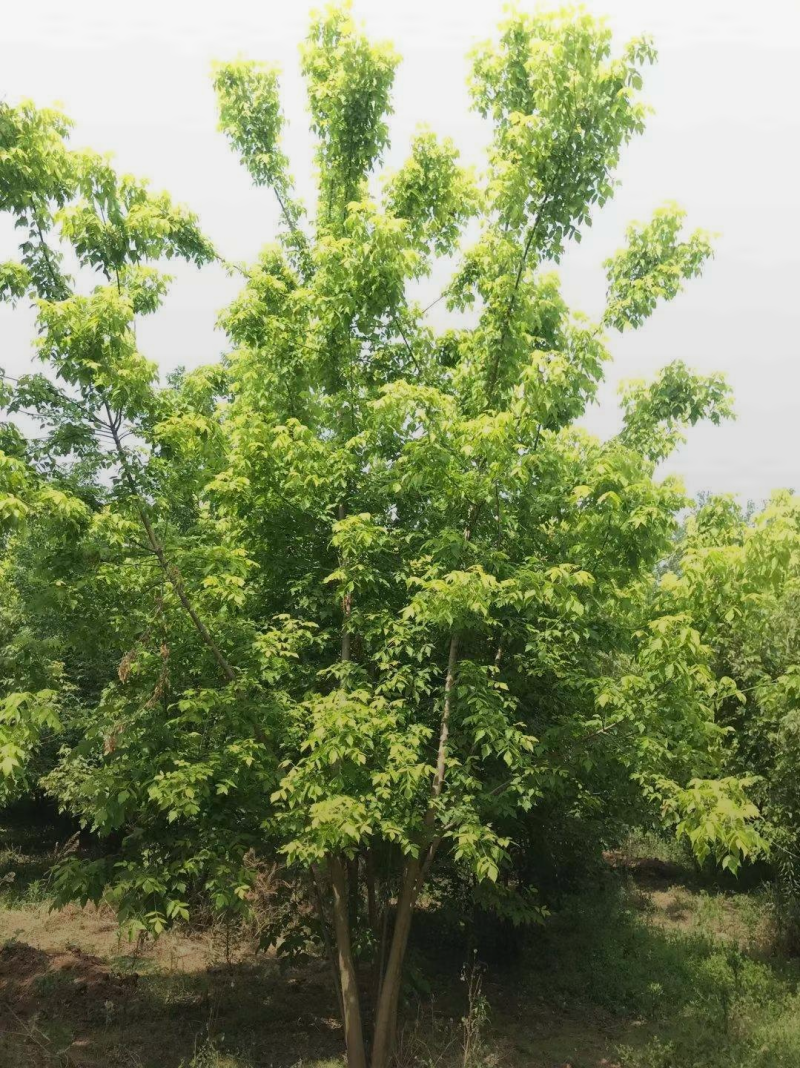 丛生金叶复叶槭6-9米高度，自家苗圃一手货源，