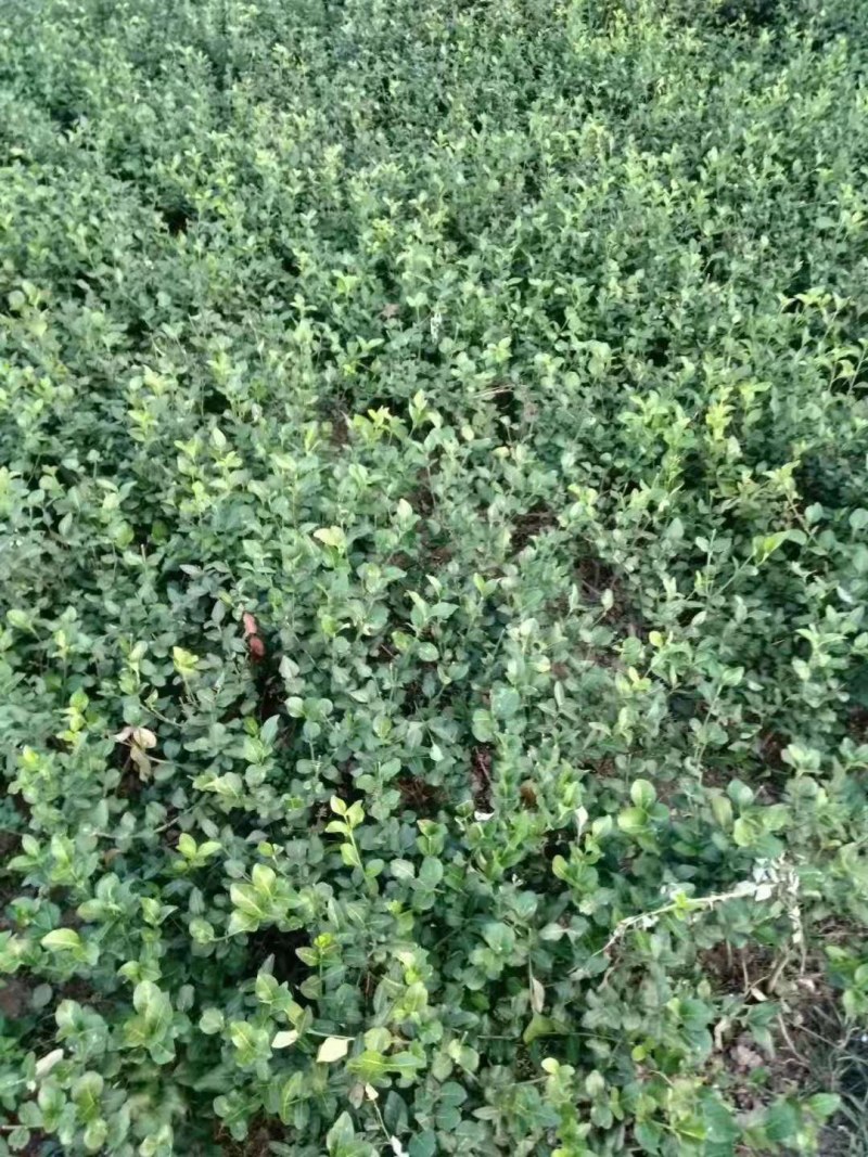 卫矛小苗卫矛床苗卫矛扦插小苗绿化工程苗木色块苗批发苗基地