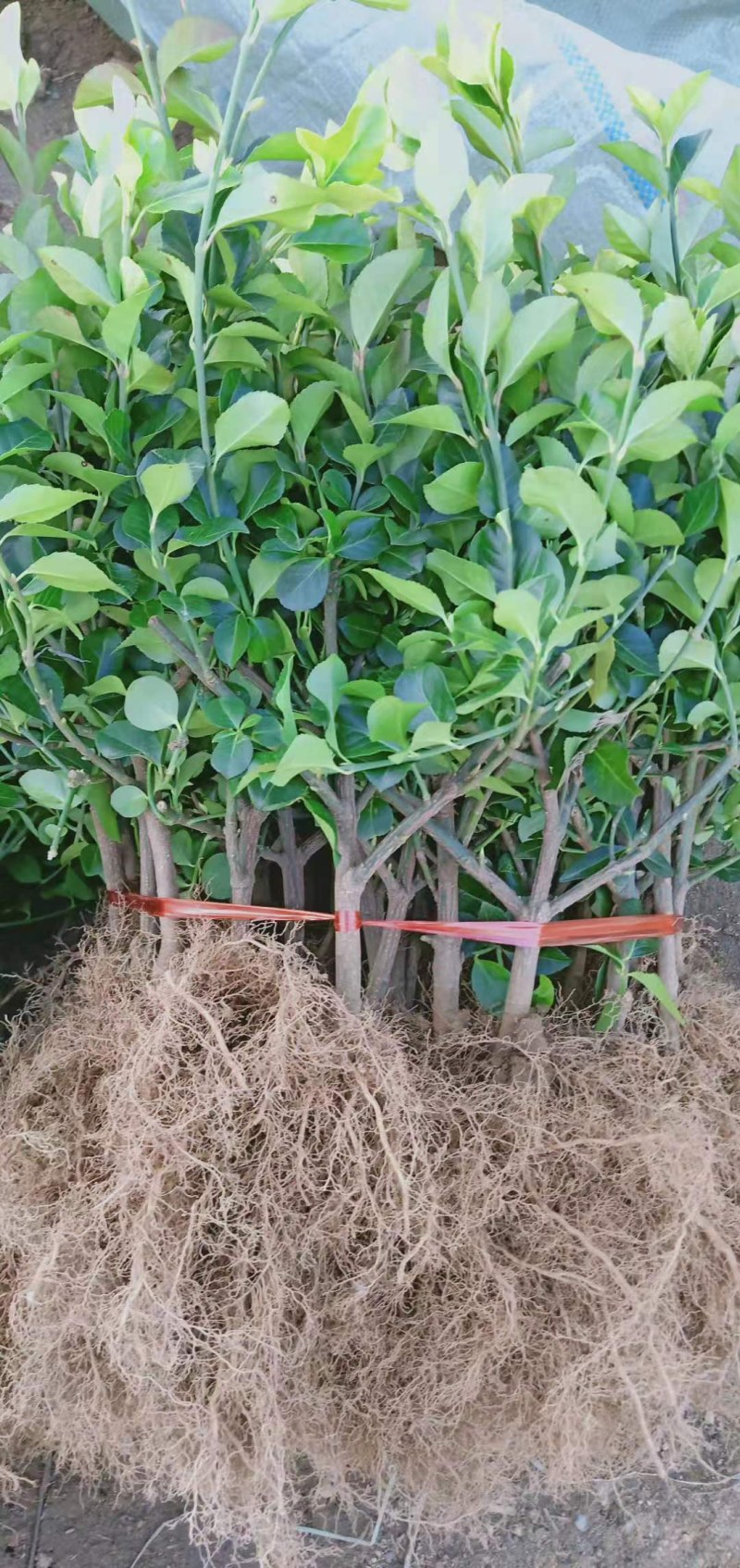卫矛小苗卫矛床苗卫矛扦插小苗绿化工程苗木色块苗批发苗基地