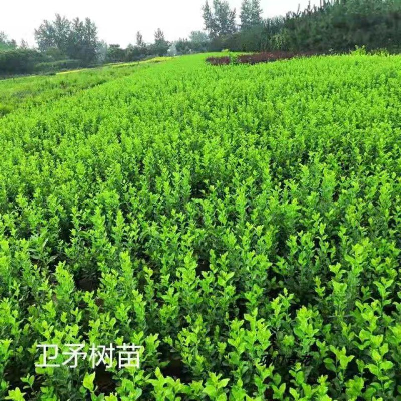 卫矛小苗卫矛床苗卫矛扦插小苗绿化工程苗木色块苗批发苗基地