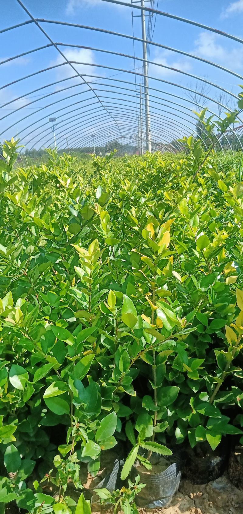 【推荐】金森女贞裸根苗杯苗毛球工程绿化苗木量大价低保证成活