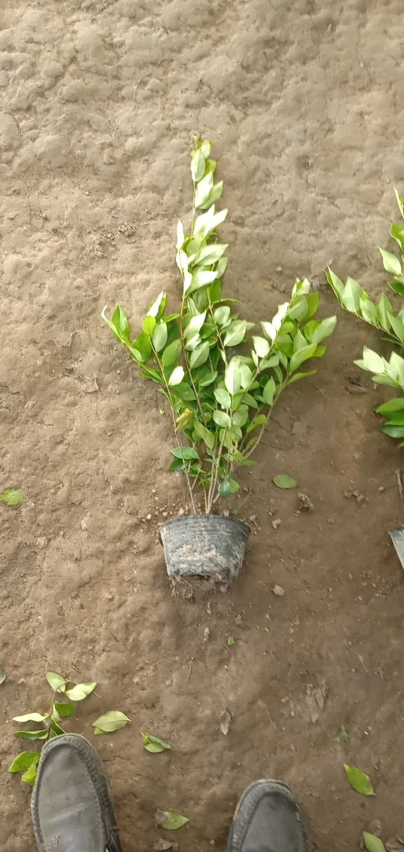 【推荐】金森女贞裸根苗杯苗毛球工程绿化苗木量大价低保证成活