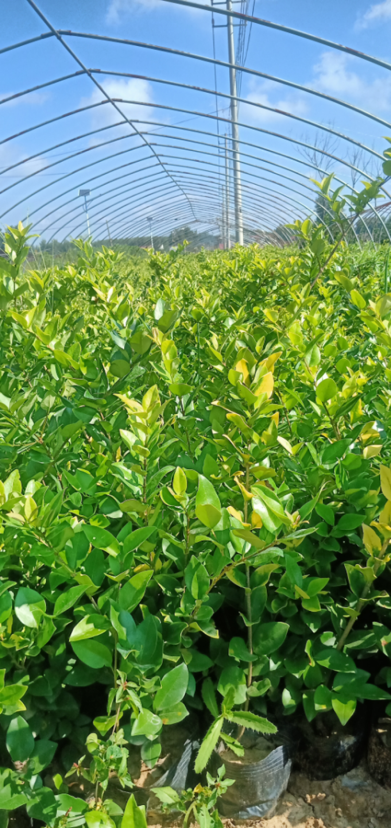 【推荐】金森女贞裸根苗杯苗毛球工程绿化苗木量大价低保证成活