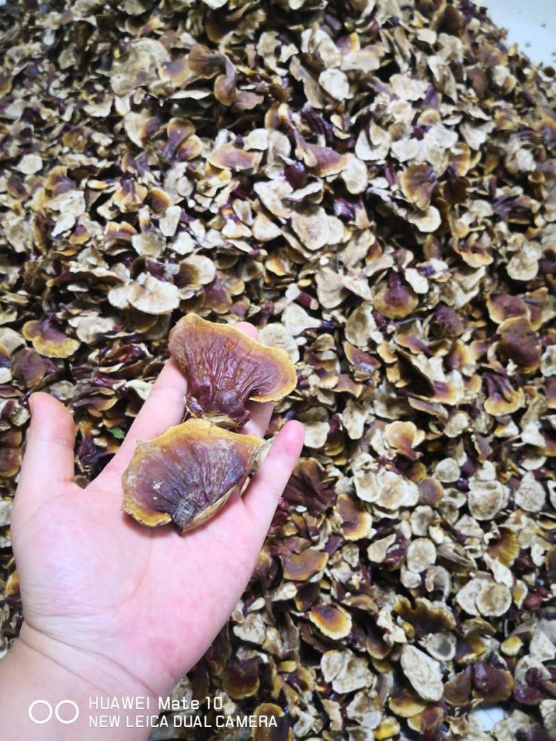 2022小金边香灵芝今年新采摘山东灵芝种植