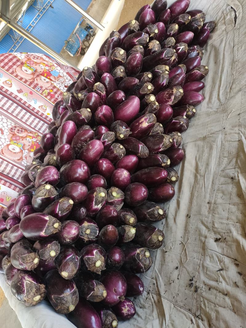 茄子大量上市，需要的联系了